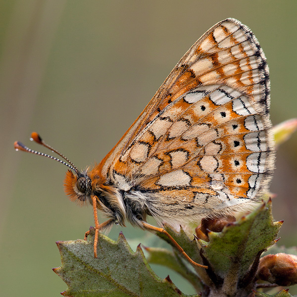 Euphydryas aurinia (provincialis)