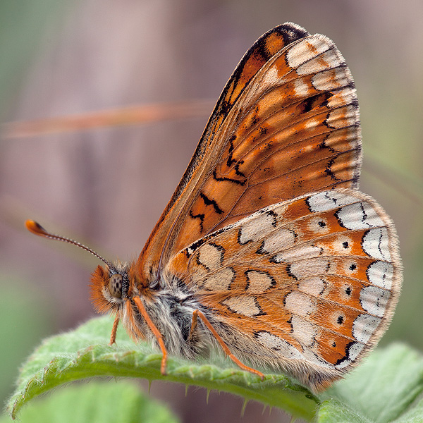 Euphydryas aurinia (provincialis)