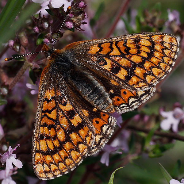 Euphydryas aurinia (provincialis)