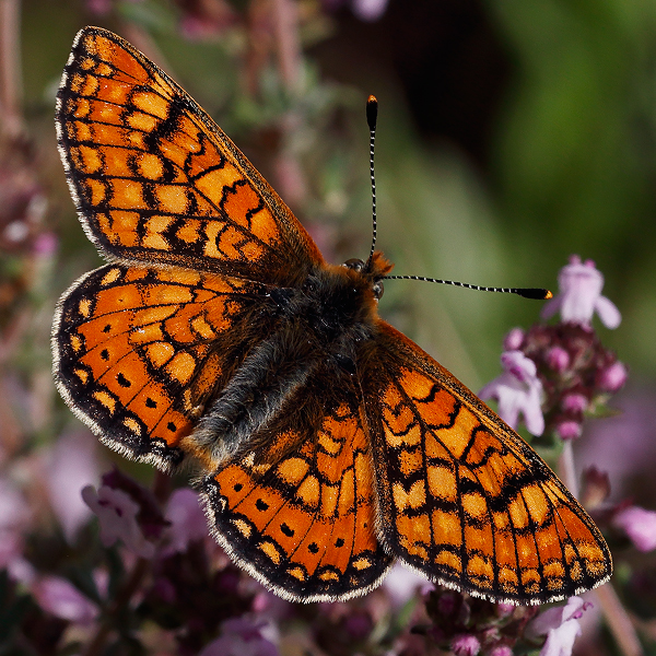 Euphydryas aurinia (provincialis)