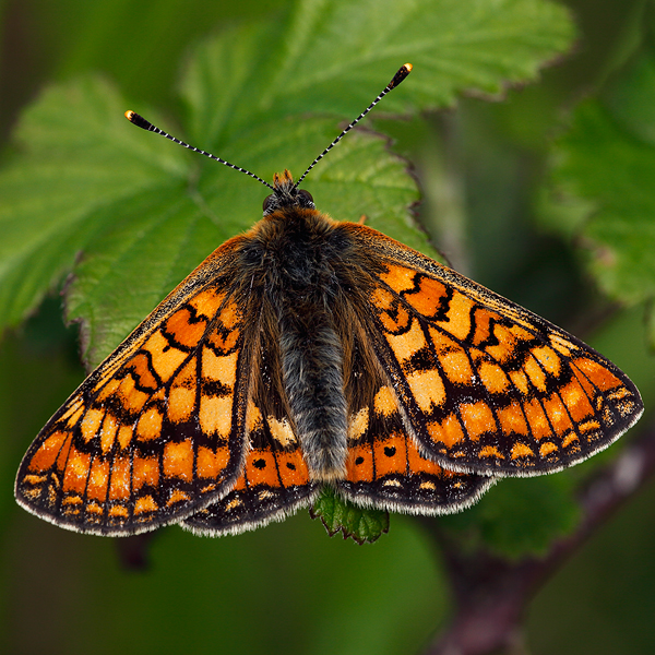 Euphydryas aurinia (provincialis)