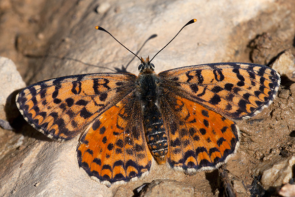 Melitaea didyma