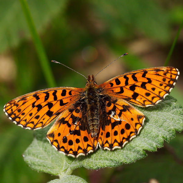 Boloria dia