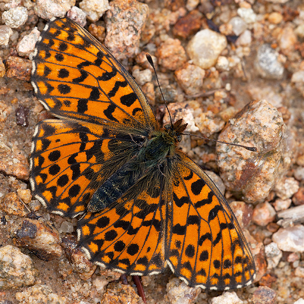 Boloria dia