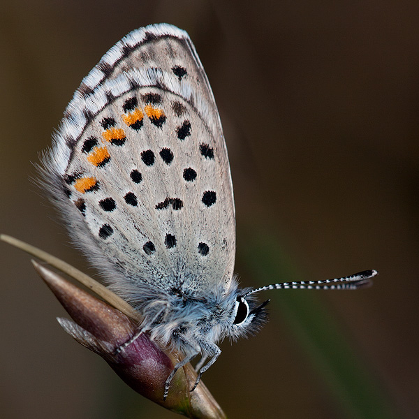 Pseudophilotes baton