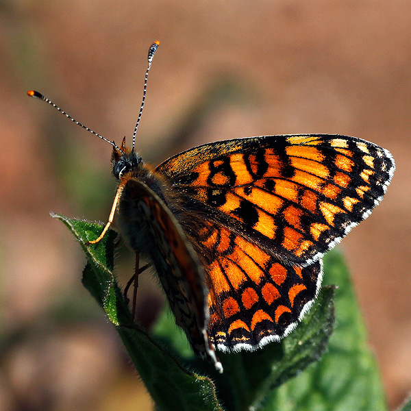 Melitaea phoebe