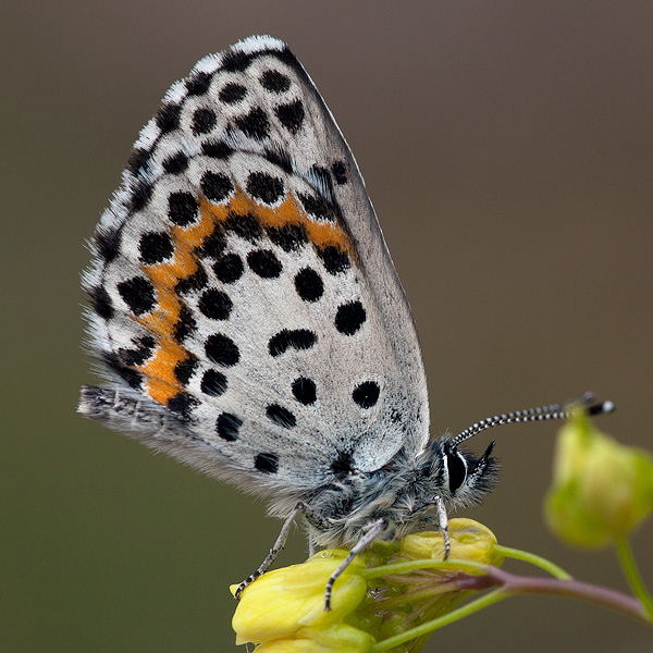 Scolitantides orion