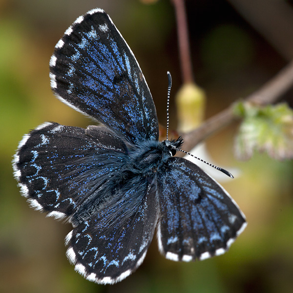 Scolitantides orion