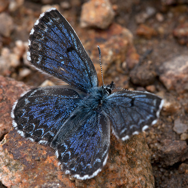 Scolitantides orion