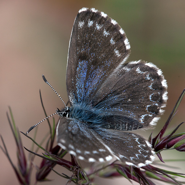 Scolitantides orion