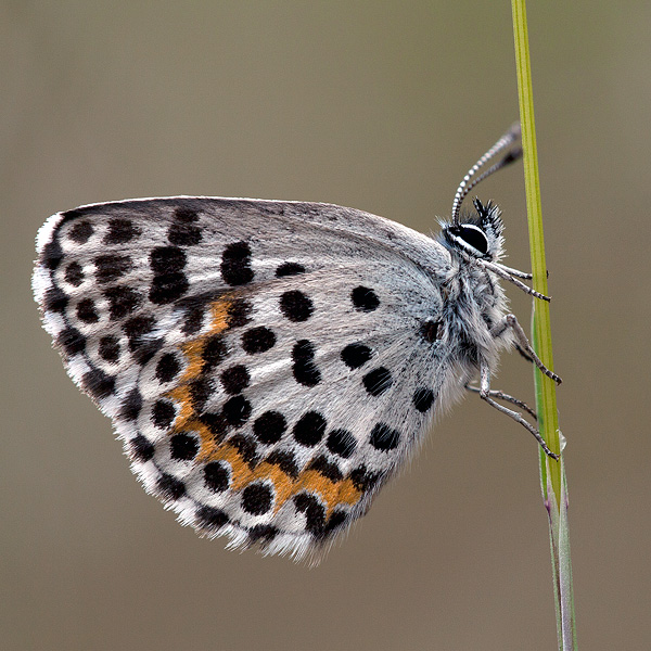 Scolitantides orion