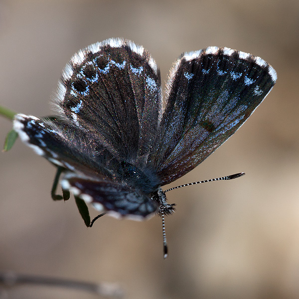 Scolitantides orion