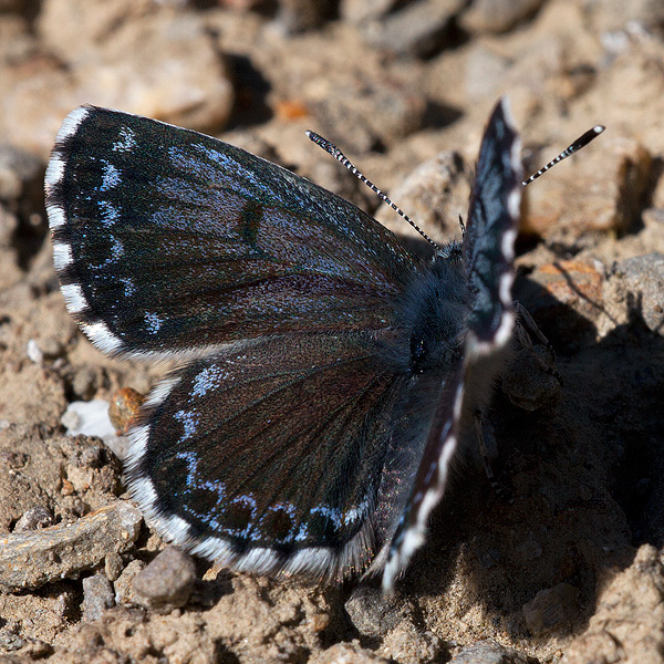 Scolitantides orion