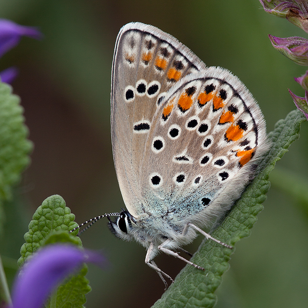 Plebejus pylaon