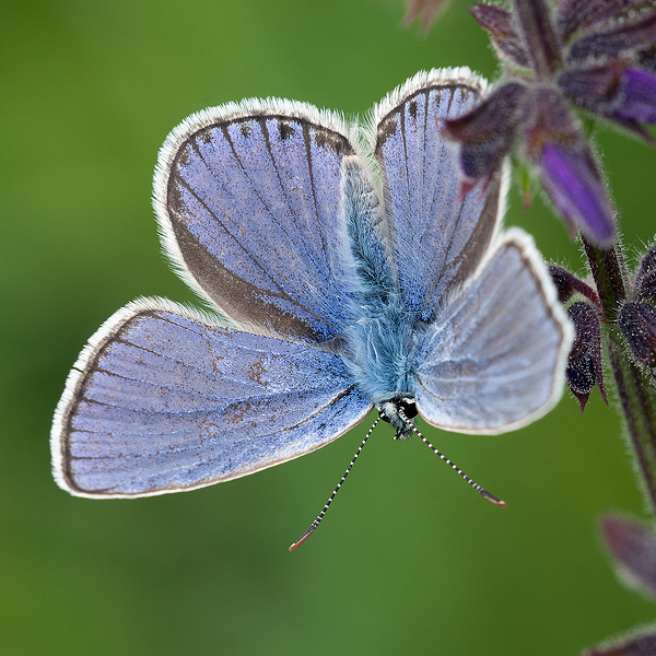 Plebejus pylaon