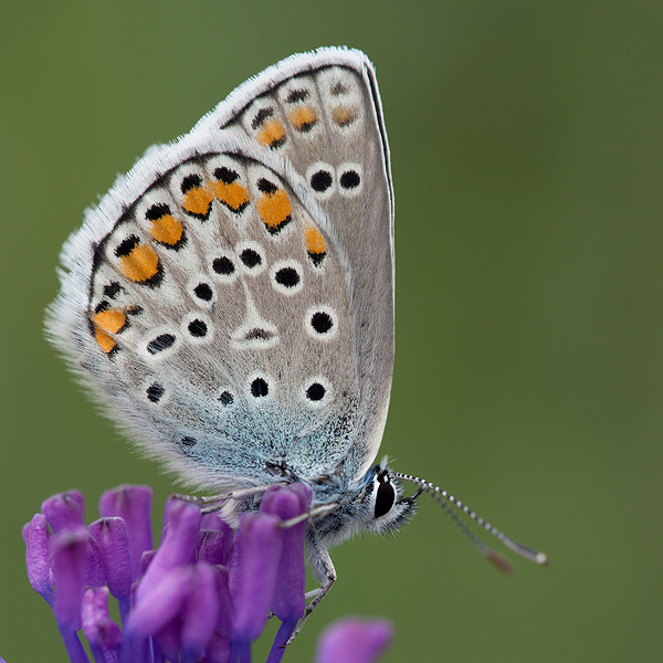 Plebejus pylaon