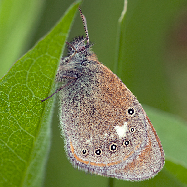 Coenonympha glycerion