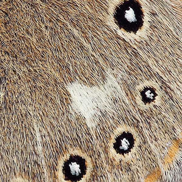 Coenonympha glycerion