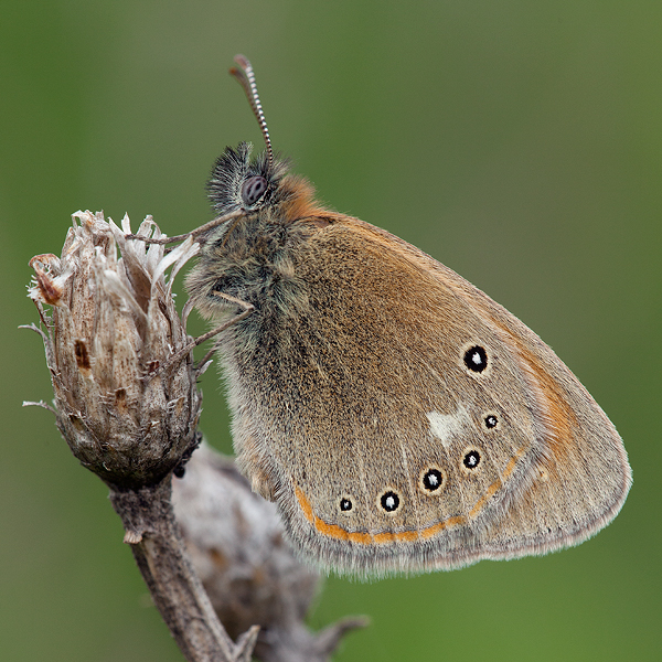 Coenonympha glycerion