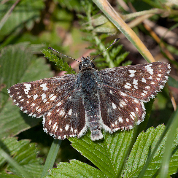 Muschampia cribrellum