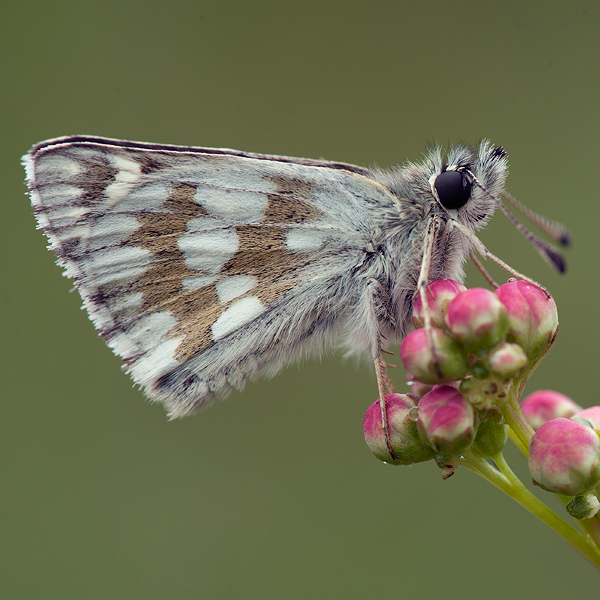 Muschampia cribrellum