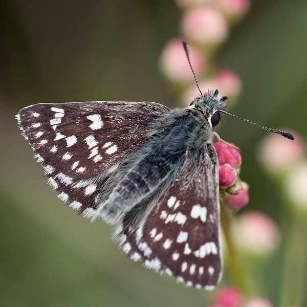 Muschampia cribrellum