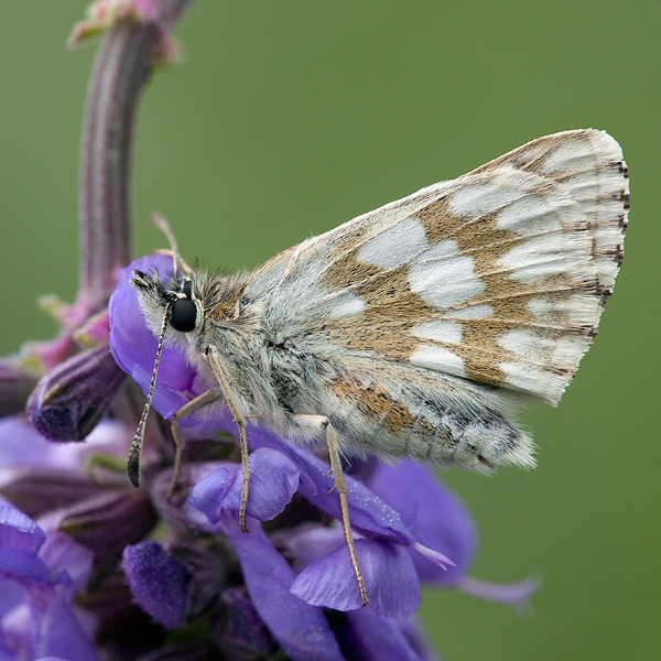 Muschampia cribrellum