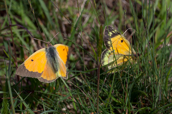 Colias myrmidone