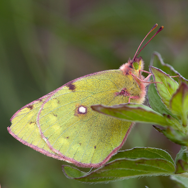 Colias myrmidone