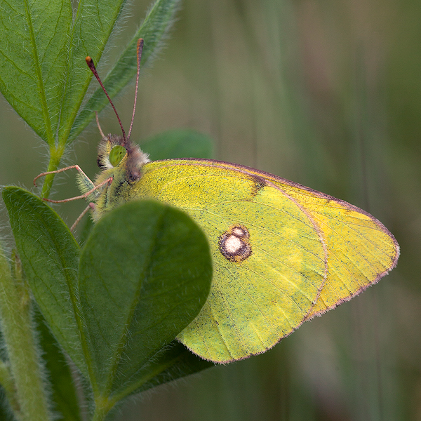 Colias myrmidone