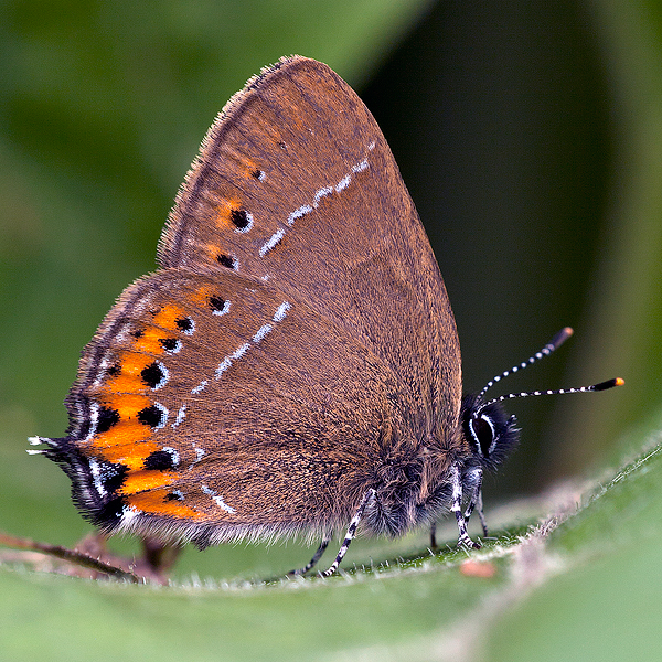 Satyrium pruni