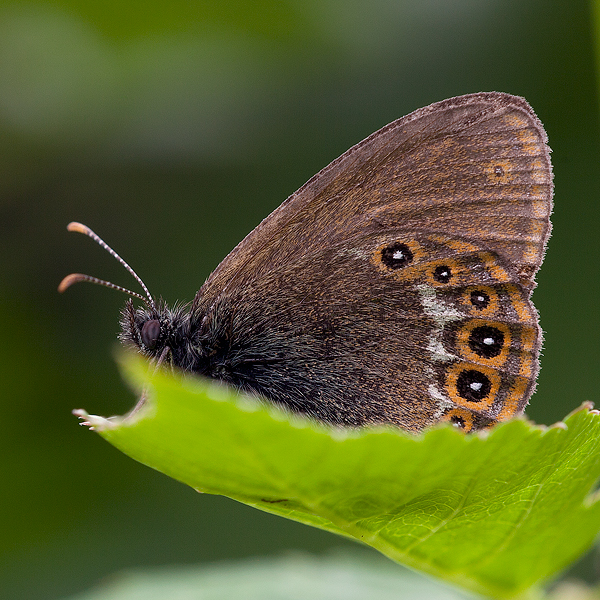 Coenonympha hero