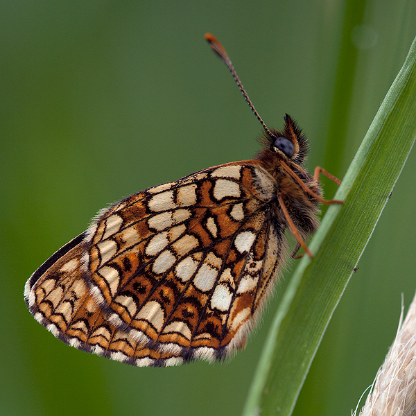 Melitaea diamina