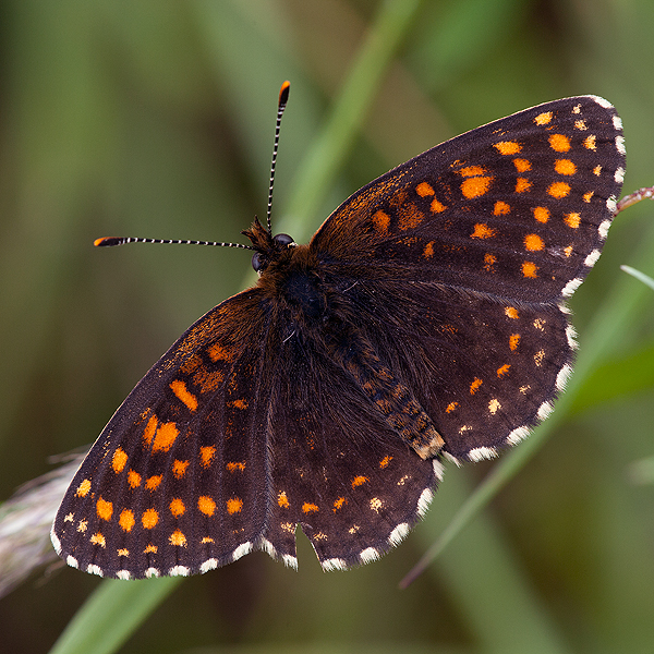 Melitaea diamina