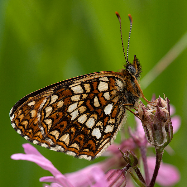 Melitaea diamina