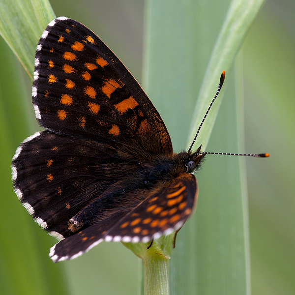 Melitaea diamina