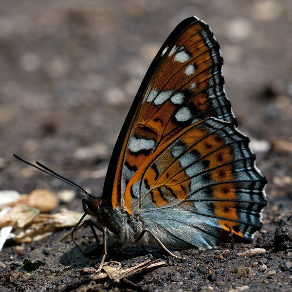 Limenitis populi