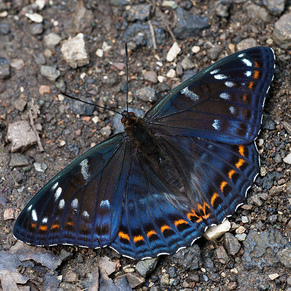 Limenitis populi