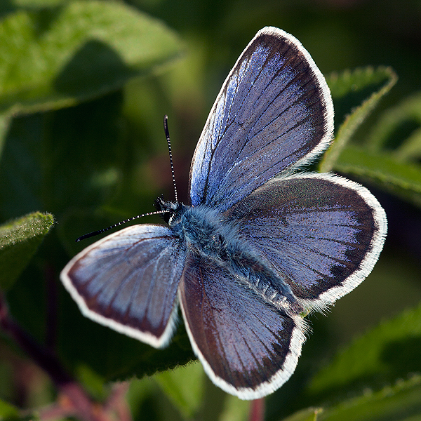 Plebejus argus