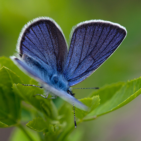 Cyaniris semiargus