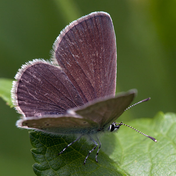 Cupido minimus