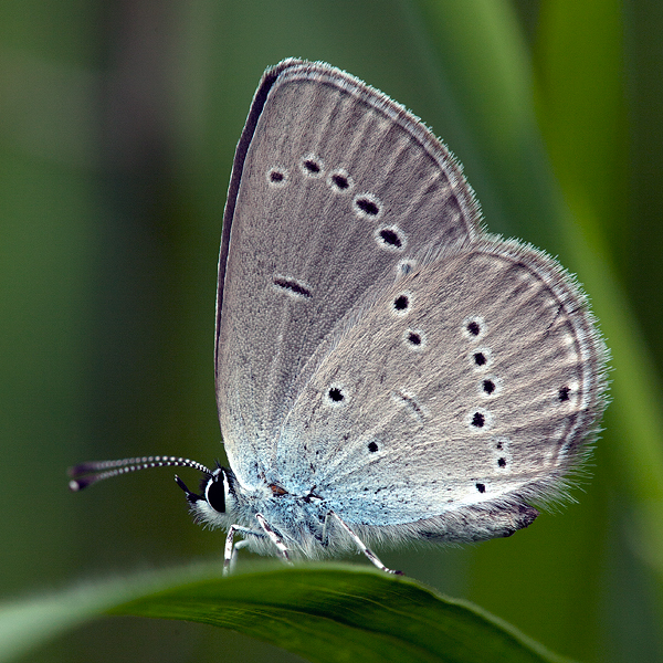 Cupido minimus