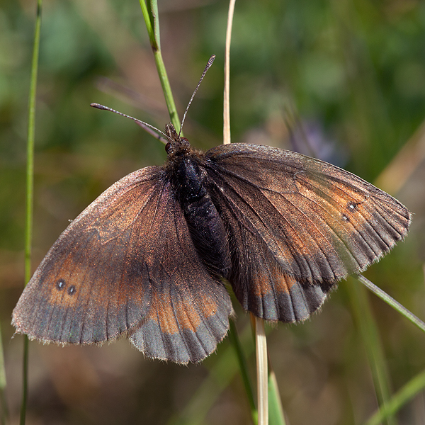 Erebia aethiopella