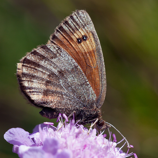 Erebia aethiopella