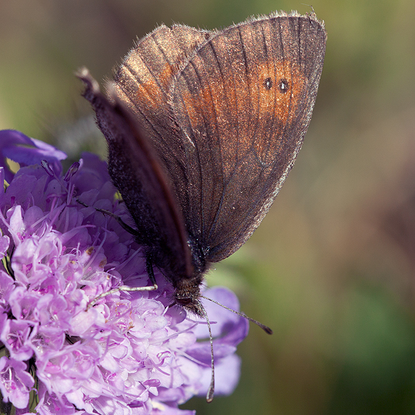 Erebia aethiopella