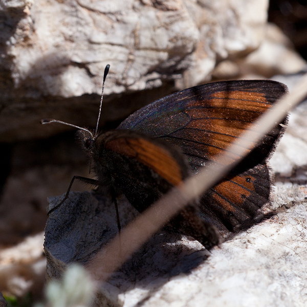 Erebia gorge