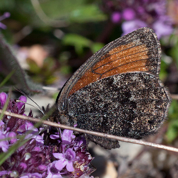 Erebia gorge