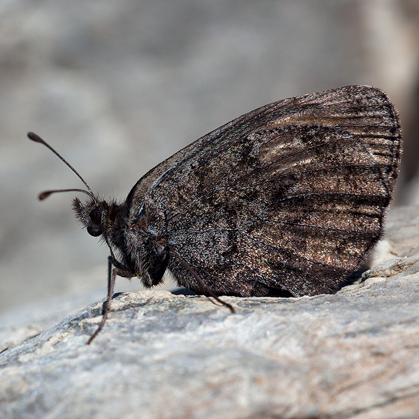 Erebia gorge