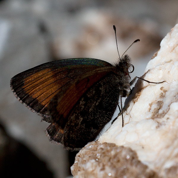 Erebia gorge