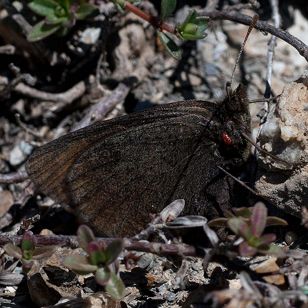 Erebia pluto